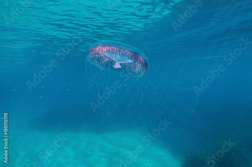 Jellyfish Aequorea Sp. underwater in the Mediterranean sea, Spain, Costa Brava
