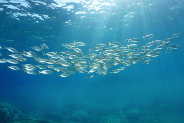 Fototapete Unterwasser Goldstriemen Schwarm im sonnigen Mittelmeer  © dam