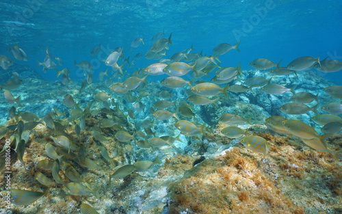 School of fish seabreams Sarpa salpa underwater in the Mediterranean sea, Sicily, Trapani, Italy
