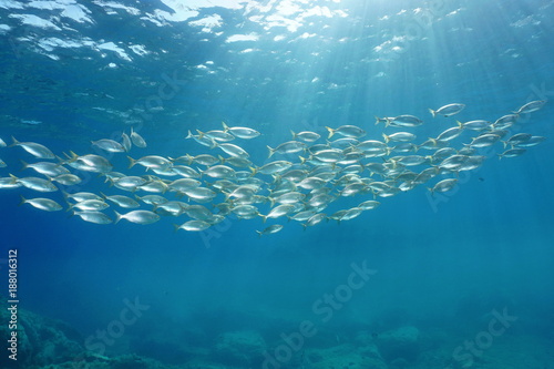 School of fish with sunlight through surface underwater in the Mediterranean sea, sea breams Sarpa salpa, Sicily, Trapani, Italy