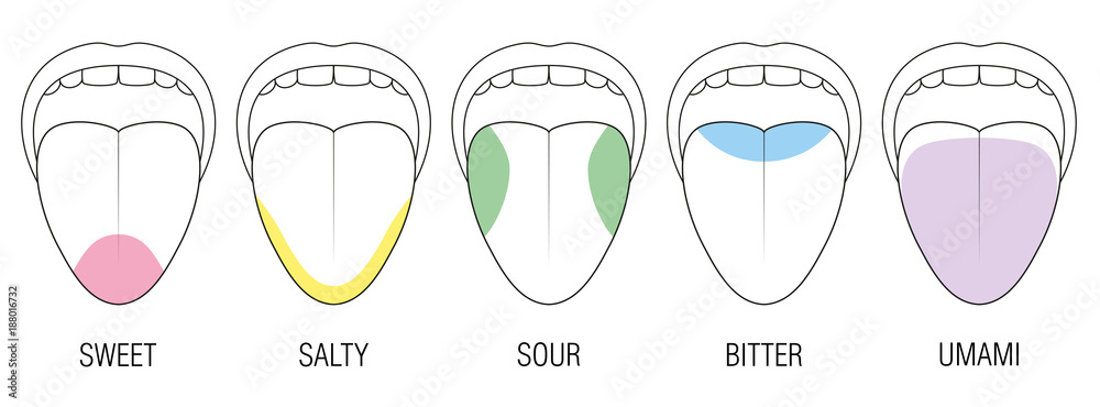 Fototapeta premium Human tongue with five taste areas - bitter, sour, sweet, salty and umami perception - colored division with zones of different taste buds - educational, schematic vector on white background.
