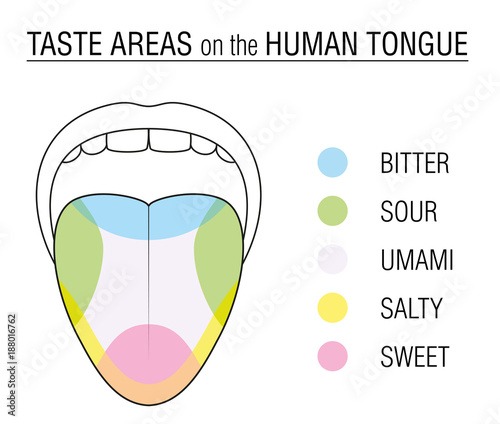 Taste areas of the human tongue - colored division with zones of taste buds for bitter, sour, sweet, salty and umami perception - educational, schematic vector illustration on white background.