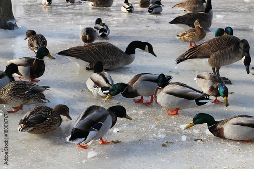 Is it good to feed waterfowl? No, artificial feeding is actually harmful to waterfowl. Artificial feeding of waterfowl can cause: Poor nutrition; Increased hybridization; Water pollution; Delayed migr photo