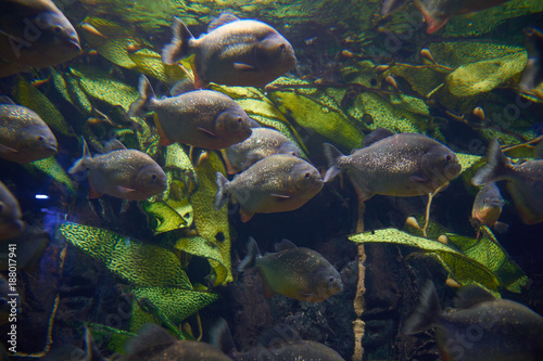 Myths surround red piranhas