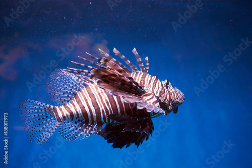 Pterois (lionfish, zebrafish so on) with long venomous fins