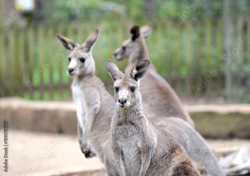 Eastern Grey Kangaroo, seen around outer rural areas of Sydney and Melbourne, Australia