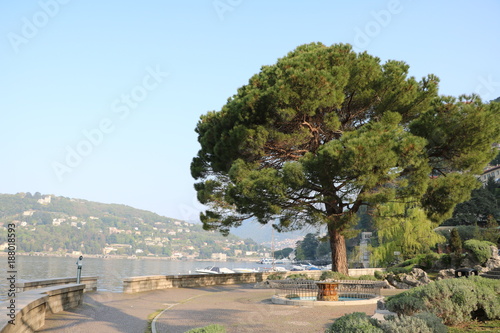 Pinus pinea in Como at Lake Como in spring, Italy