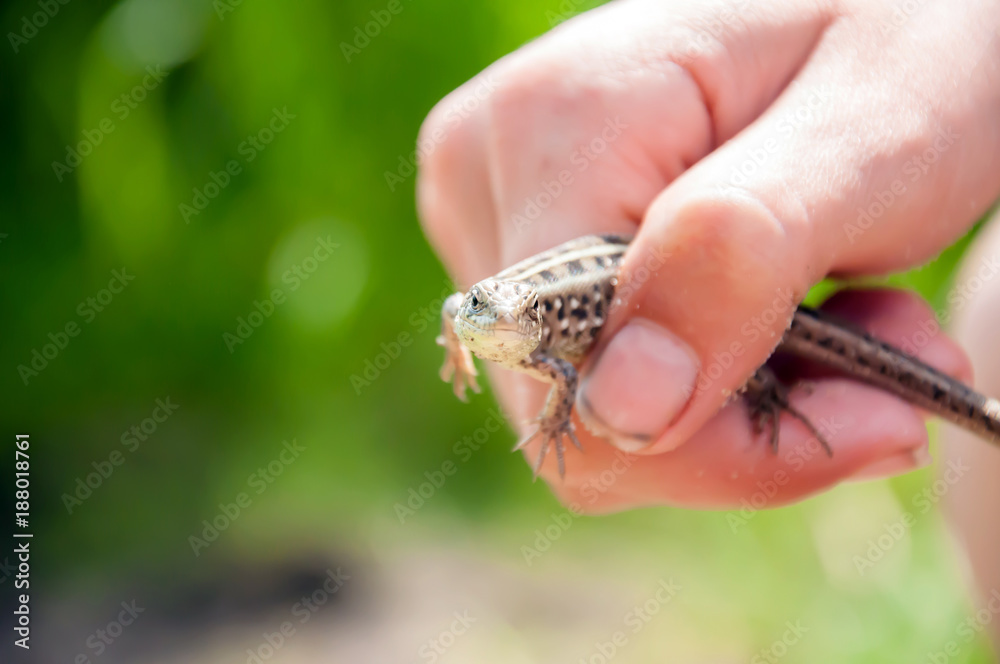 Beautiful lizard in hand on a Sunny summer day.