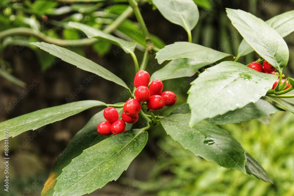 Colorful Holly berries in the garden in winter, Illex aquifolium Colorful Holly berries in the garden in winter, Illex aquifolium