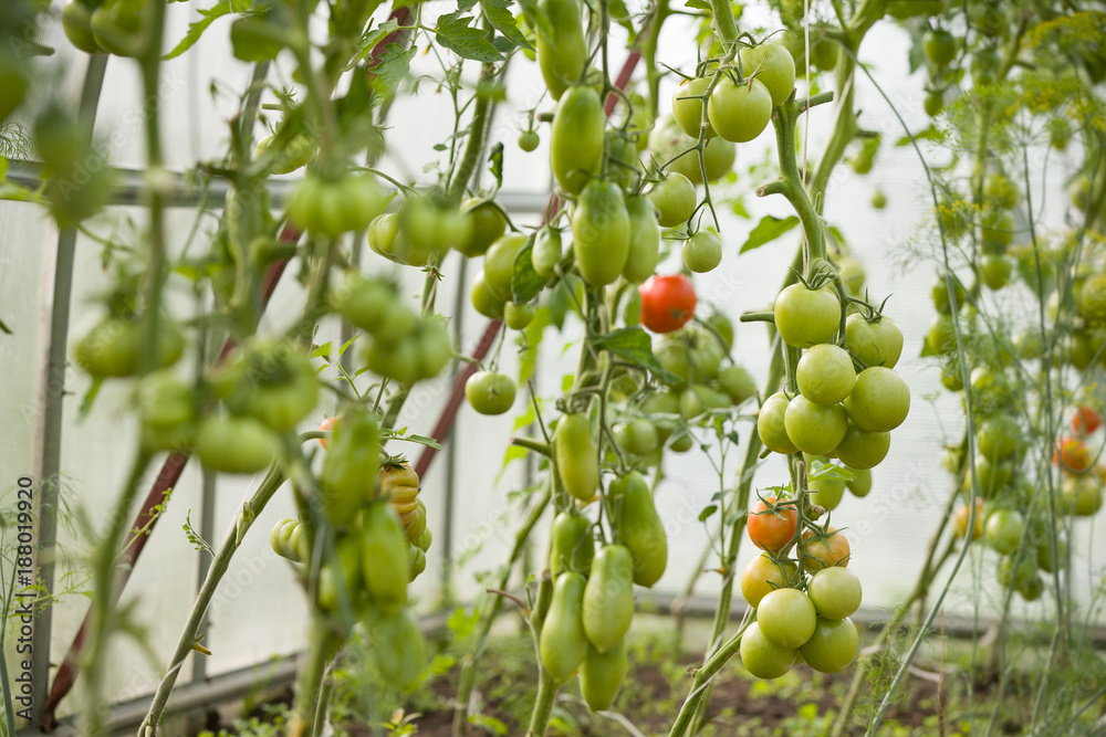 Harvest of fresh organic tomatoes in greenhouse on a sunny day.Picking Tomatoes. Vegetable Growing. Gardening concept