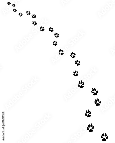 Footprints of dog, turn right or left