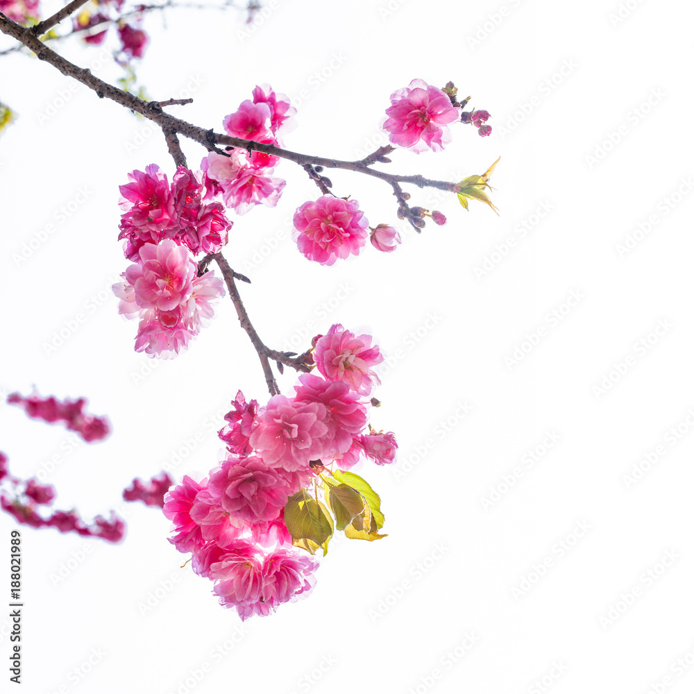 Fototapeta premium Cherry blossom, sakura flowers isolated on white background.