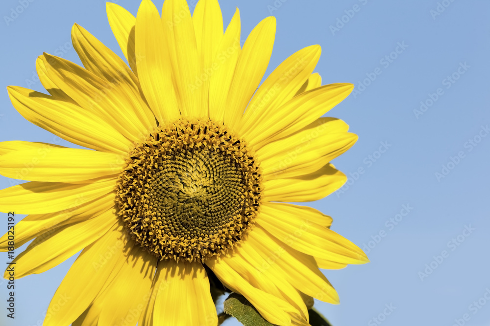 Sunflower closeup with Blue Sky Sunflower closeup with Blue Sky
