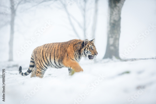 siberian tiger