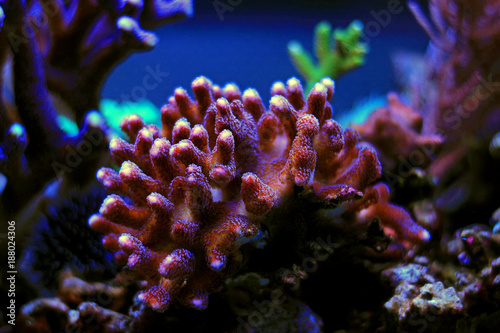 Colorful sps coral in reef tank