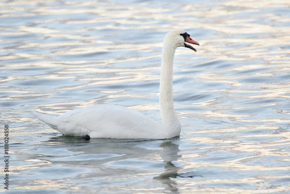 Mute swan swim with an open beak Mute swan swim with an open beak