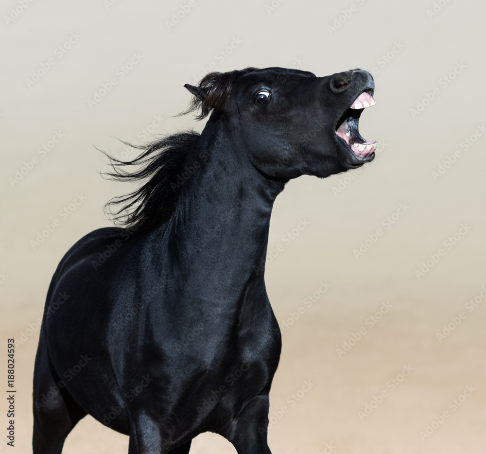 Fototapeta premium Portret zły czarny amerykański koń miniaturowy.