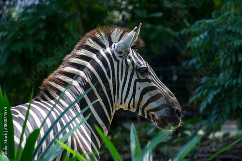 Zebra in between vegetation