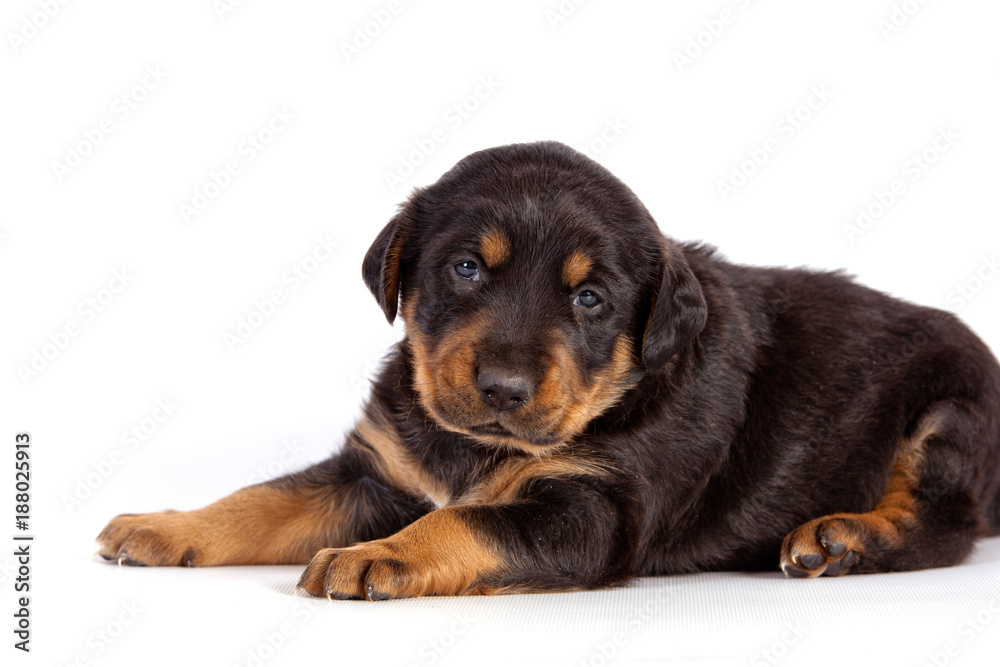 Pretty puppy on white background Pretty puppy on white background