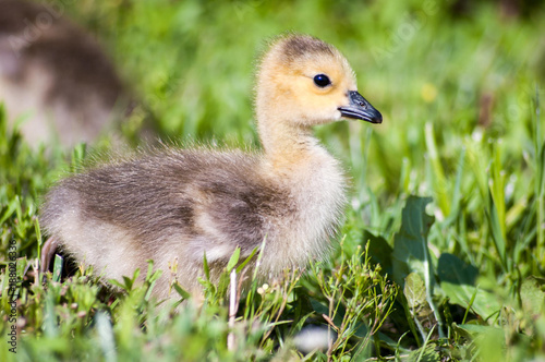 Baby Duck © Ralph Petty