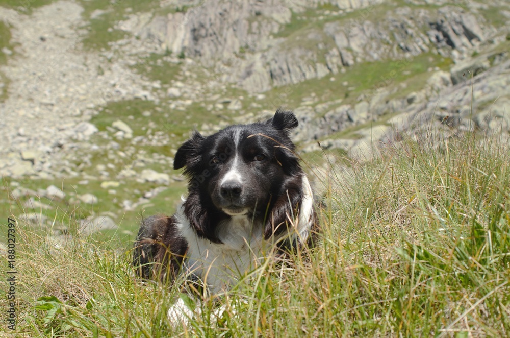 border collie relax in mountain