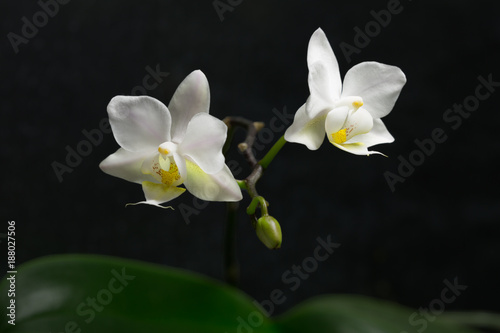 Horizontal image of two orchid flowers in bloom with a dark background