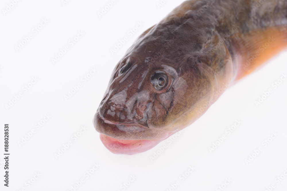 Fototapeta premium Oily fresh fish on a white background