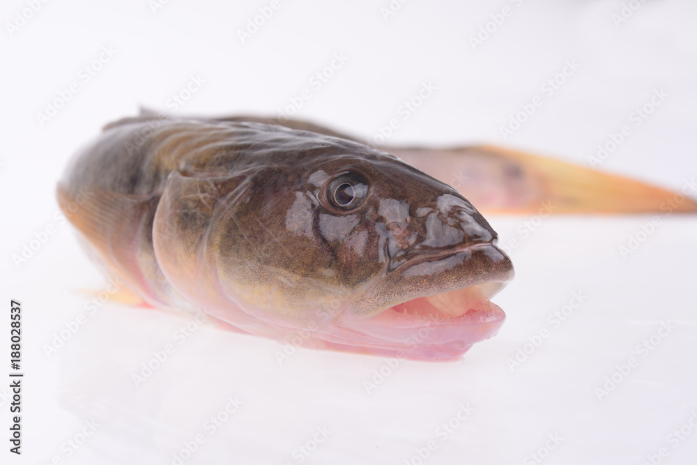Oily fresh fish on a white background Oily fresh fish on a white background