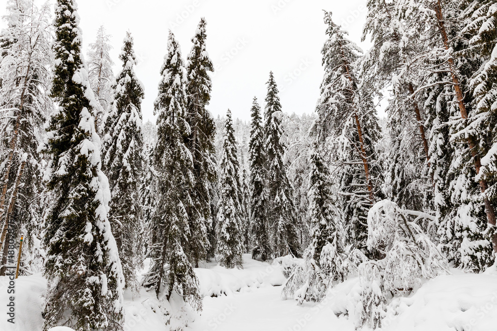 The snow-covered forest in The Korouoma Nature Reserve, Finland. Southern Lapland, Municipality of Posio. The snow-covered forest in The Korouoma Nature Reserve, Finland. Southern Lapland, Municipality of Posio.