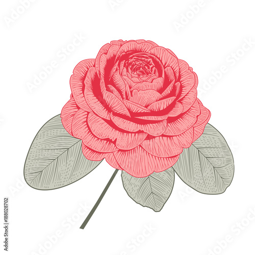 Red camellia rose form flower