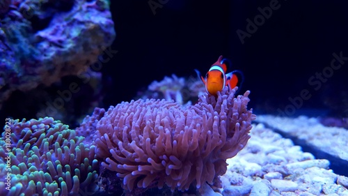 Photography Clownfish the most popular saltwater fish in aquariums