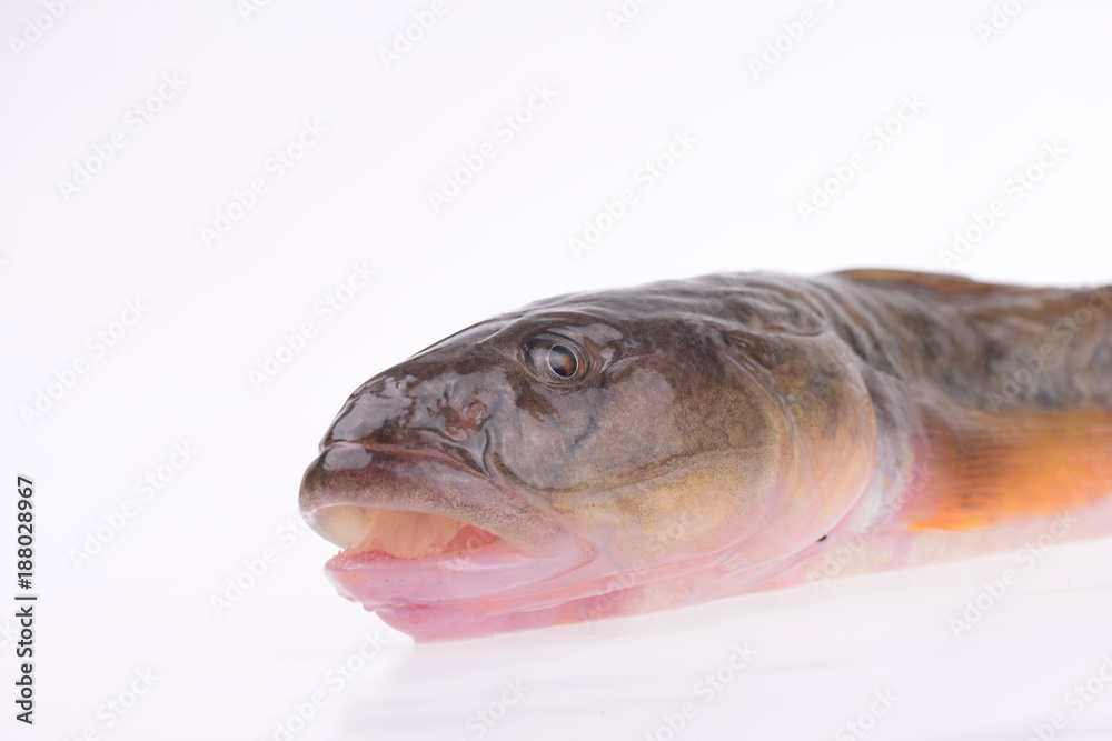 Oily fresh fish on a white background Oily fresh fish on a white background