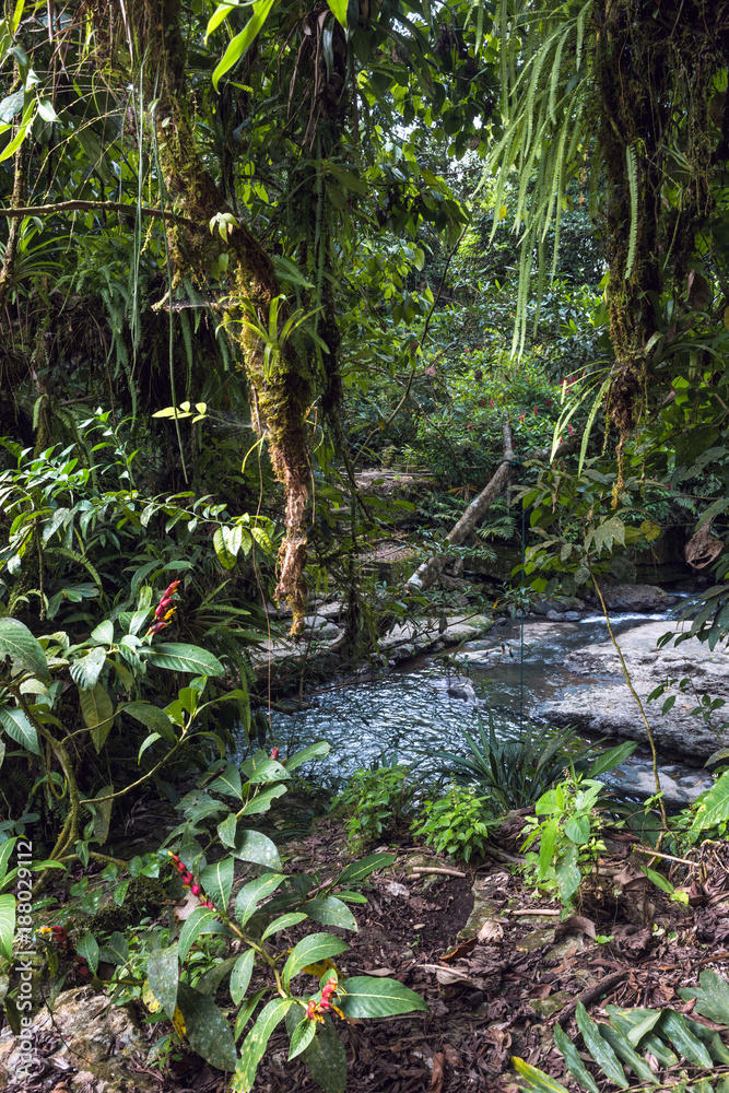 Fototapeta premium Amazon tropical rainforest in Misahualli, Napo province, Ecuador