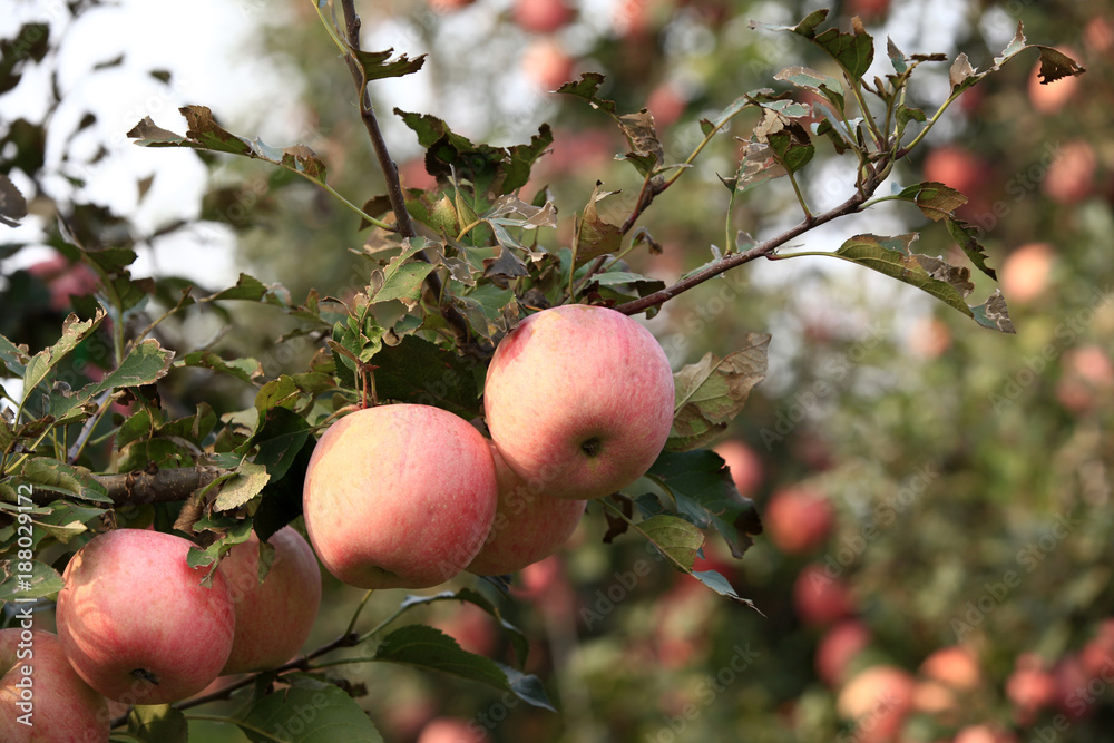 Many apples on the trees mature, close-up Many apples on the trees mature, close-up