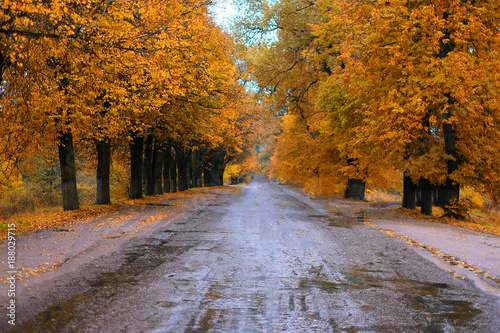Wet Road in a beautiful autumn forest