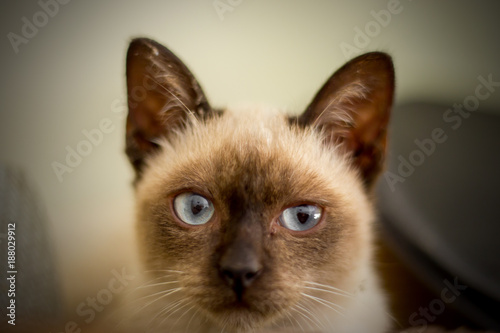 The light brown and dark ears Thai cat is looking to the photograher by his light blue eye.