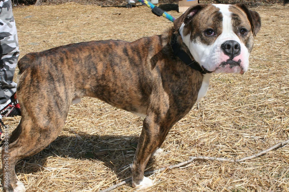 Brindle bullboxer on sale
