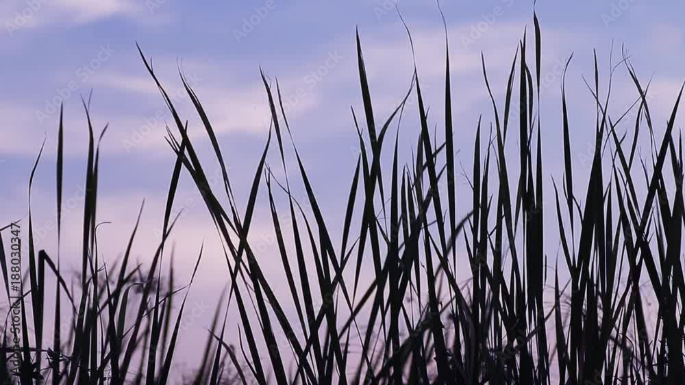 Field of green sedge grass in sunset Field of green sedge grass in sunset