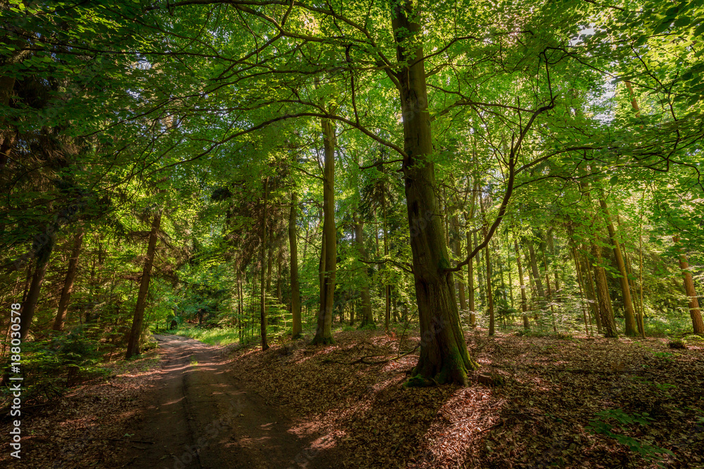 Beautiful summer in the forest in Poland, Europe