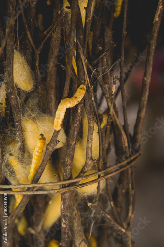 golden silk worms