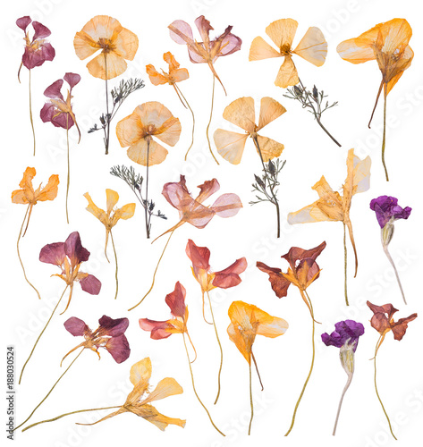 Fototapeta Naklejka Na Ścianę i Meble -  A large set of spring dried and pressed flowers. Herbarium of beautiful multi-colored flowers on white background.