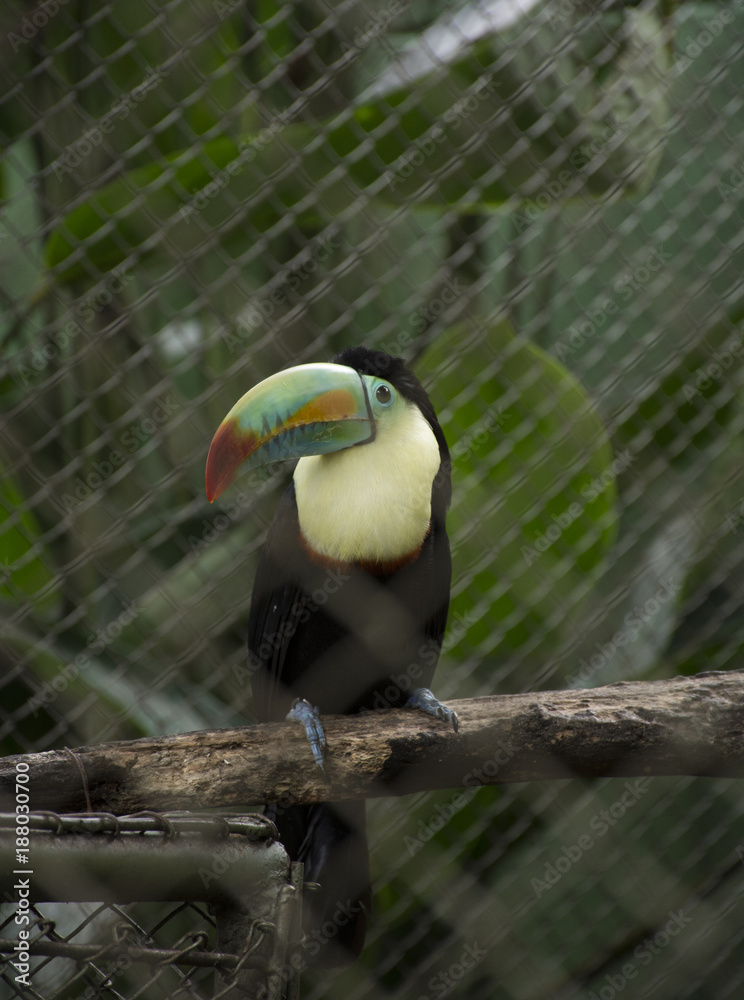 Fototapeta premium Toucan (Ramphastidae)