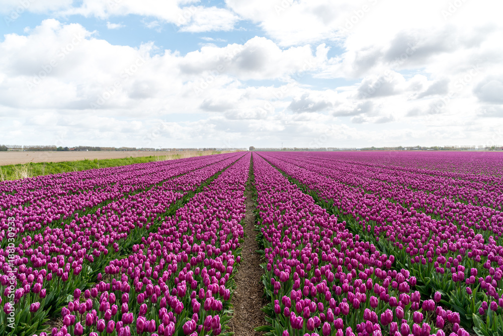 Colorful tulip field