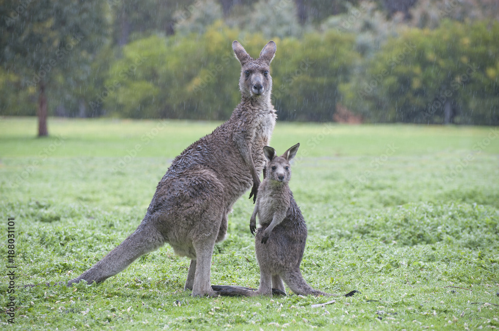 Enimals eastern grey kangaroos with joey in   Grampians national park, Victoria, Australia.