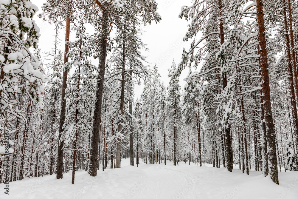 The snow-covered forest in The Korouoma Nature Reserve, Finland. Southern Lapland, Municipality of Posio. The snow-covered forest in The Korouoma Nature Reserve, Finland. Southern Lapland, Municipality of Posio.