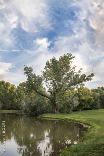 tree reflecting in water of lake in outdoor park