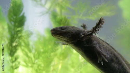 Mexican axolotl, the most mysterious and promising neotenic salamander. Hopes for stem cell research. Endangered flagship species, urgent need for conservation and restoration of habitat
