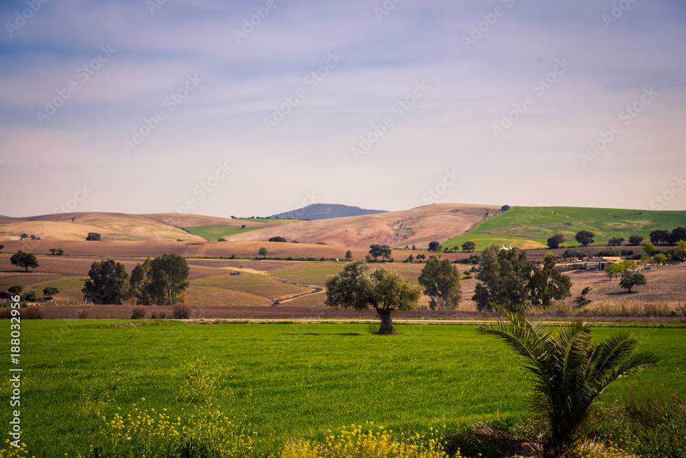 Fototapeta premium rolling fields in Spain