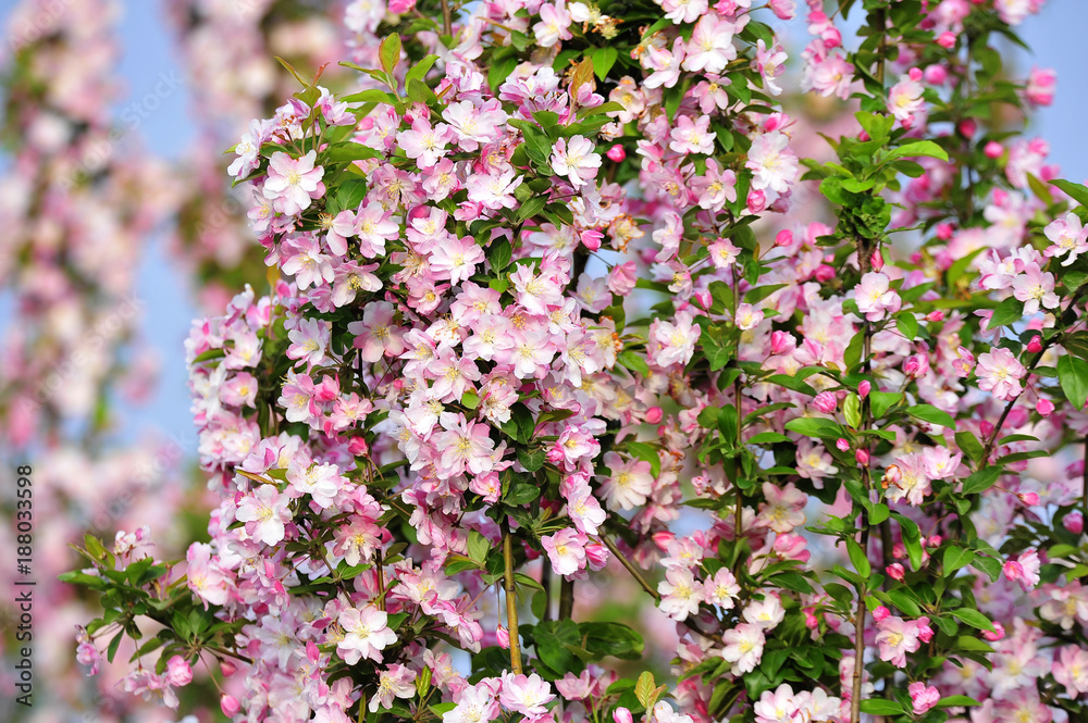 Chinese flowering crab-apple blooming Chinese flowering crab-apple blooming