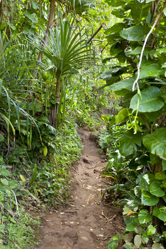 Muddy Trail Through Rainforest, Kauai